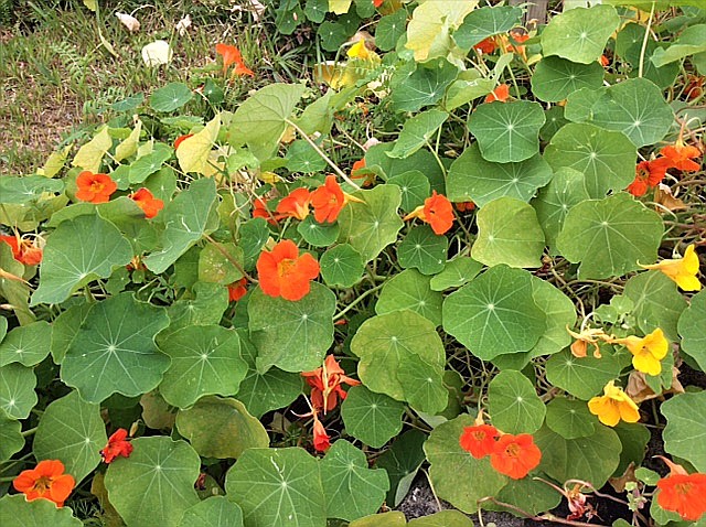 沖縄滞在中-末吉公園にて-金蓮花